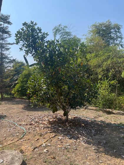 ขายที่ดิน 398 ตารางวา รูปที่ 3