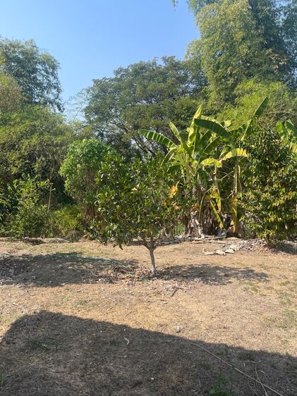 ขายที่ดิน 398 ตารางวา รูปที่ 4