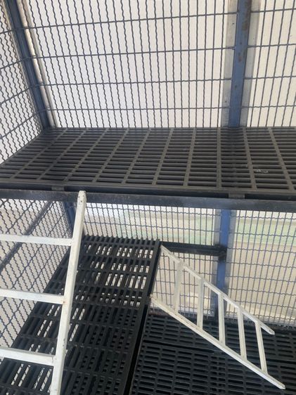 บ้านสุนัข กรงแมว รูปที่ 16