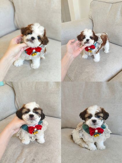 ชิสุ  รูปที่ 6