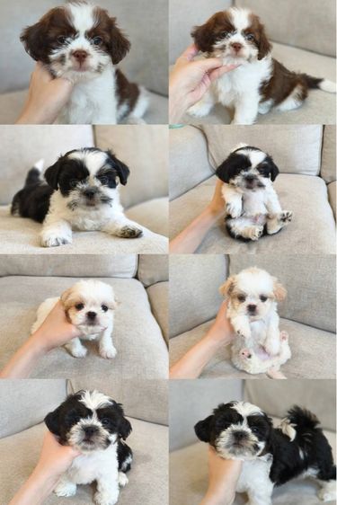 ชิสุ  รูปที่ 7