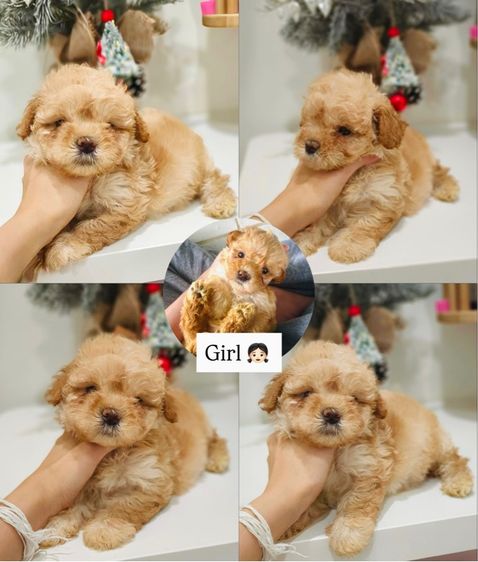 ชิสุ  รูปที่ 8