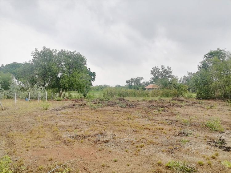 ที่ดินเปล่า 310 ตรว. วังน้อย อยุธยา รูปที่ 3