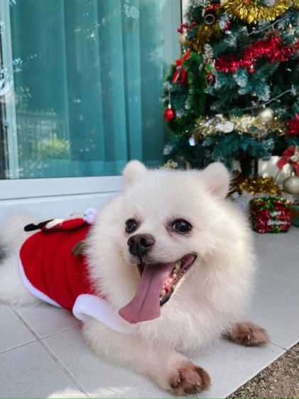 น้อง ลักกี้ รูปที่ 7