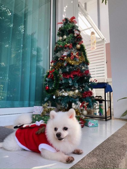 น้อง ลักกี้ รูปที่ 6