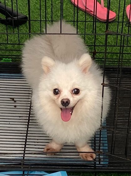 น้อง ลักกี้ รูปที่ 8