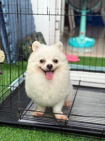 น้อง ลักกี้ รูปที่ 5