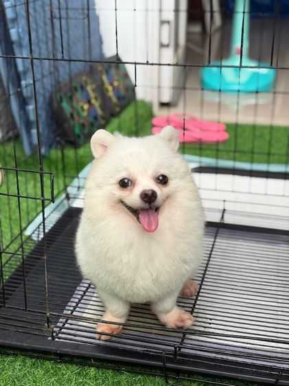 น้อง ลักกี้