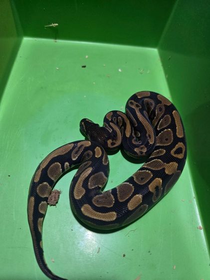 งูบอล นอมอล