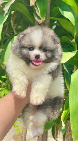 ปอมแท้ รูปที่ 2