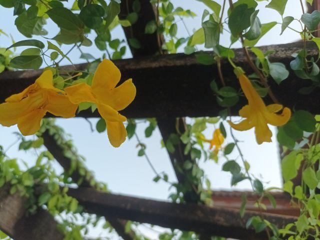 ต้นเหลืองชัชวาลย์ ไม้ประดับ ไม้เลื้อย รูปที่ 7