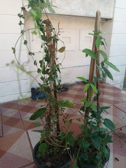 ต้นเหลืองชัชวาลย์ ไม้ประดับ ไม้เลื้อย รูปที่ 6