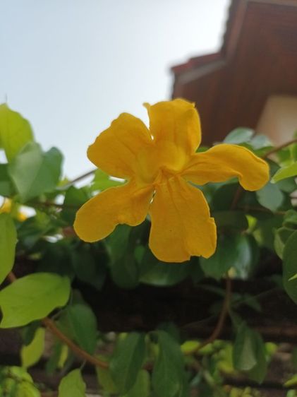 ต้นเหลืองชัชวาลย์ ไม้ประดับ ไม้เลื้อย รูปที่ 8