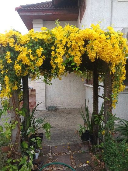 ต้นเหลืองชัชวาลย์ ไม้ประดับ ไม้เลื้อย รูปที่ 2