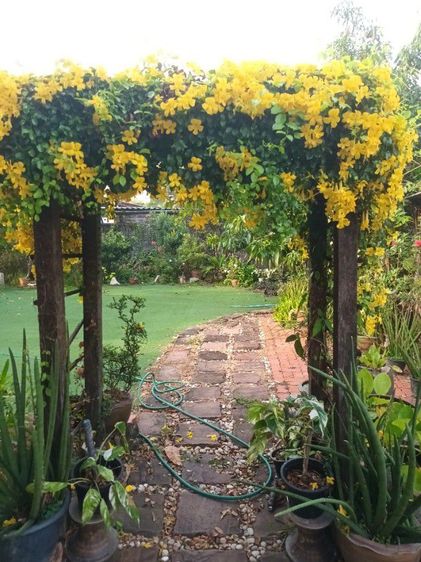 ต้นไม้จริง ต้นเหลืองชัชวาลย์ ไม้ประดับ ไม้เลื้อย