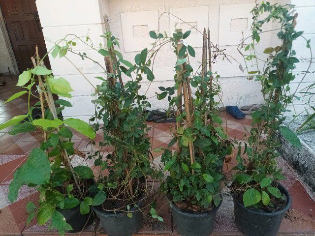 ต้นเหลืองชัชวาลย์ ไม้ประดับ ไม้เลื้อย รูปที่ 4