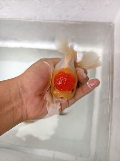 ปลาทอง 4 นิ้ว