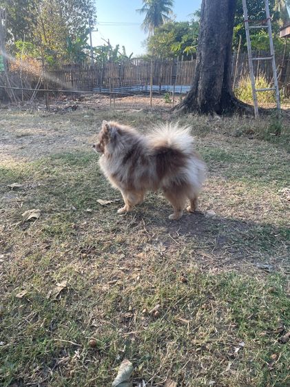 ปอมเมอเรเนียน รูปที่ 3