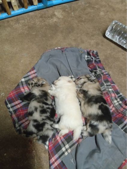 ปอมเมอเรเนียน (Pomeranian) เล็ก ปอมเมอเรเนียน