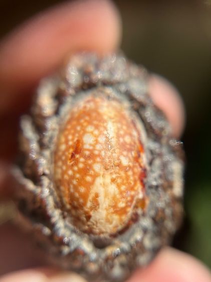 เบี้ยแก้ไม่ทราบที่ ปรอทวิ่ง(มีสินค้าหลายรายการกดเข้ามาดูในโปรไฟล์ได้เลยครับ) รูปที่ 2