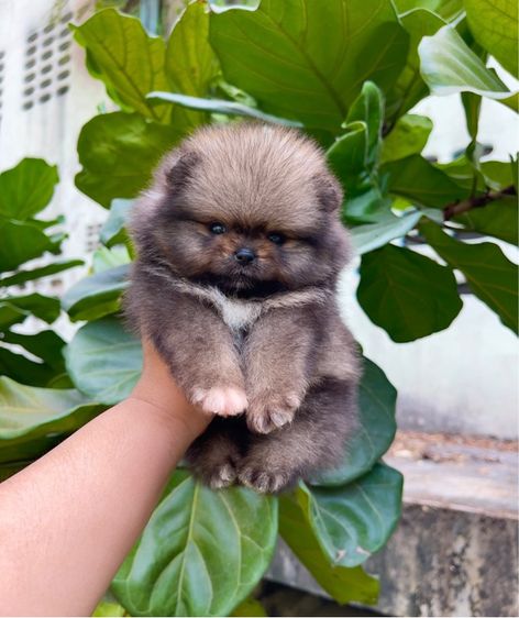 ปอมเมอเรเนียน (Pomeranian) เล็ก ปอมแท้
