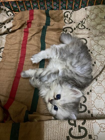 แมวเปอร์เซีย