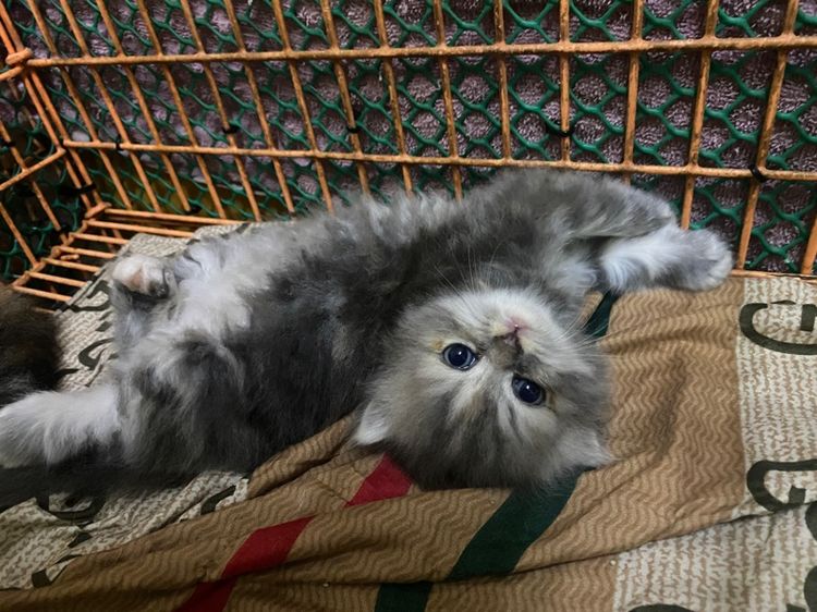 แมวเปอร์เซีย รูปที่ 2