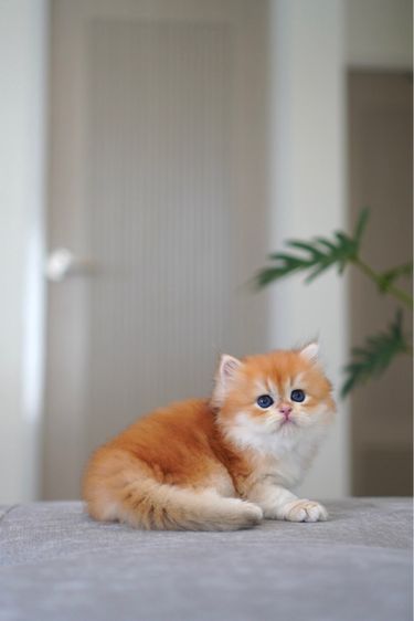 เด็กหญิง ชนยาว  รูปที่ 3