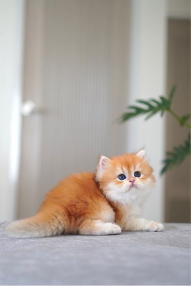 เด็กหญิง ชนยาว  รูปที่ 5