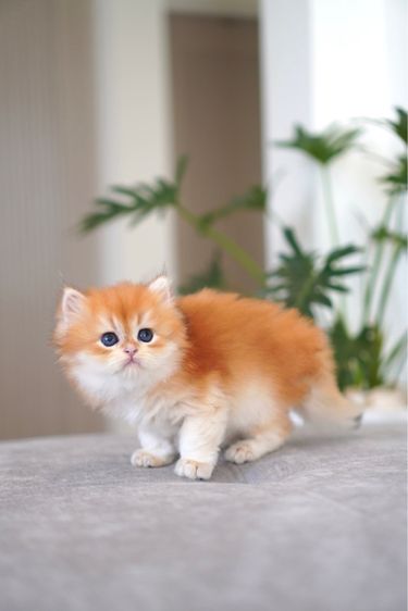 เด็กหญิง ชนยาว 