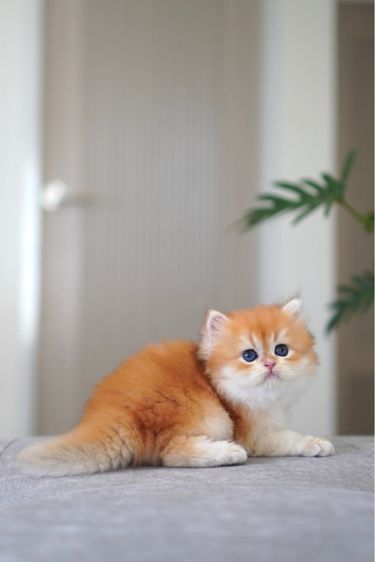 เด็กหญิง ชนยาว  รูปที่ 4