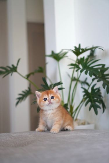 เด็กหญิง บริติช น่าร้ากก