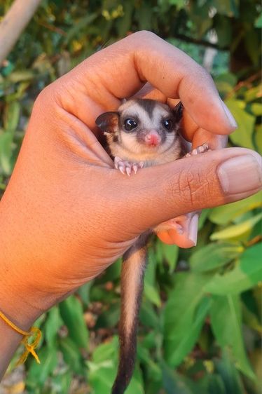 ชูก้าระยอง รูปที่ 4