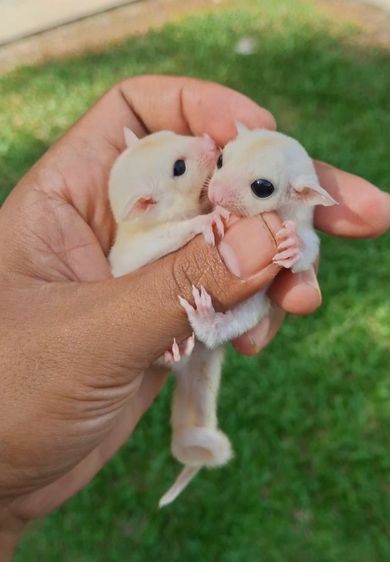 ชูก้าระยอง