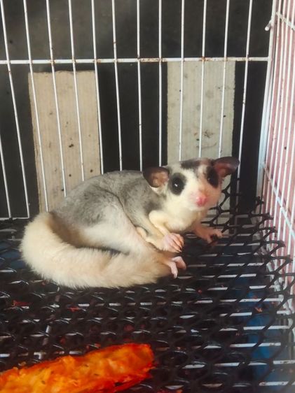 ชูก้าระยอง รูปที่ 5