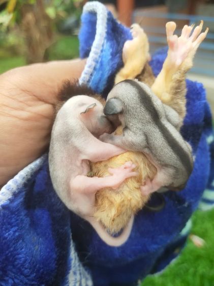 ชูก้าระยอง รูปที่ 8