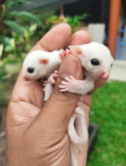 ชูก้าระยอง รูปที่ 3