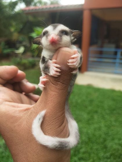 ชูก้าระยอง รูปที่ 9