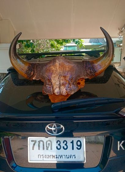 แท้ขนาดใหญ่เก่าโบราณสภาพเยี่ยมบนปุ่มมะค่า รูปที่ 4