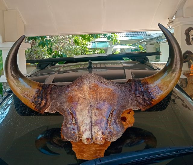 แท้ขนาดใหญ่เก่าโบราณสภาพเยี่ยมบนปุ่มมะค่า รูปที่ 9