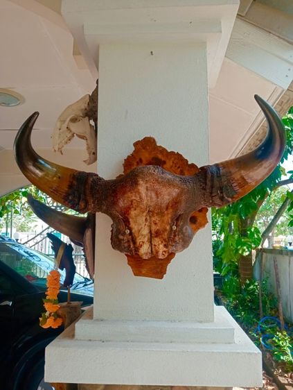 แท้ขนาดใหญ่เก่าโบราณสภาพเยี่ยมบนปุ่มมะค่า รูปที่ 3