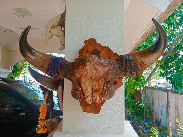 แท้ขนาดใหญ่เก่าโบราณสภาพเยี่ยมบนปุ่มมะค่า รูปที่ 8