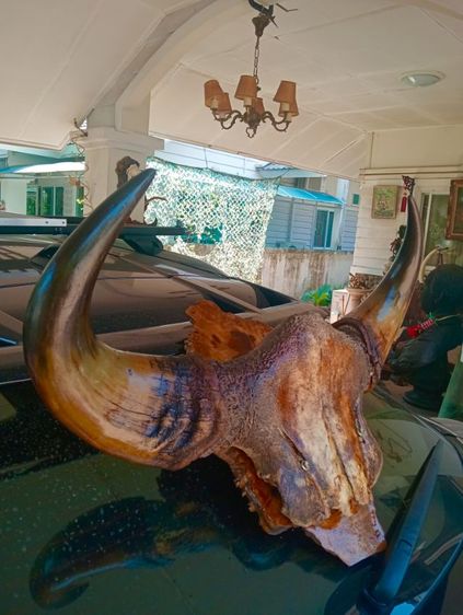 แท้ขนาดใหญ่เก่าโบราณสภาพเยี่ยมบนปุ่มมะค่า รูปที่ 7