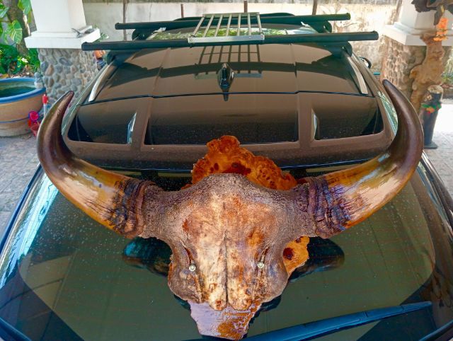 แท้ขนาดใหญ่เก่าโบราณสภาพเยี่ยมบนปุ่มมะค่า รูปที่ 5