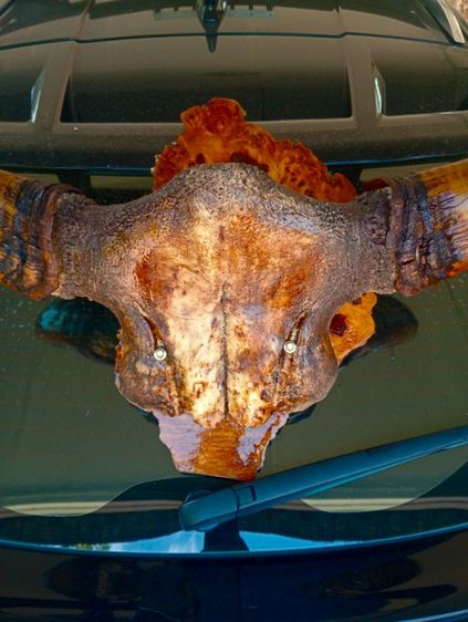 แท้ขนาดใหญ่เก่าโบราณสภาพเยี่ยมบนปุ่มมะค่า รูปที่ 14