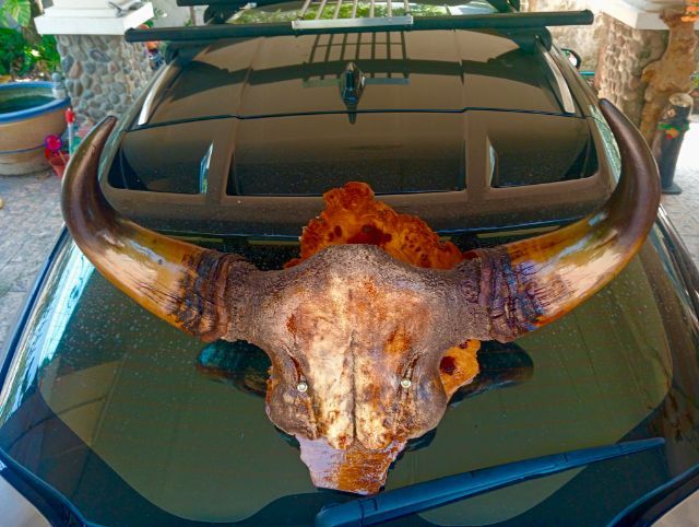 แท้ขนาดใหญ่เก่าโบราณสภาพเยี่ยมบนปุ่มมะค่า รูปที่ 16