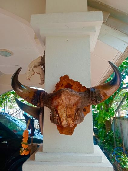 แท้ขนาดใหญ่เก่าโบราณสภาพเยี่ยมบนปุ่มมะค่า รูปที่ 11