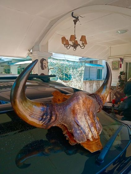 แท้ขนาดใหญ่เก่าโบราณสภาพเยี่ยมบนปุ่มมะค่า รูปที่ 17