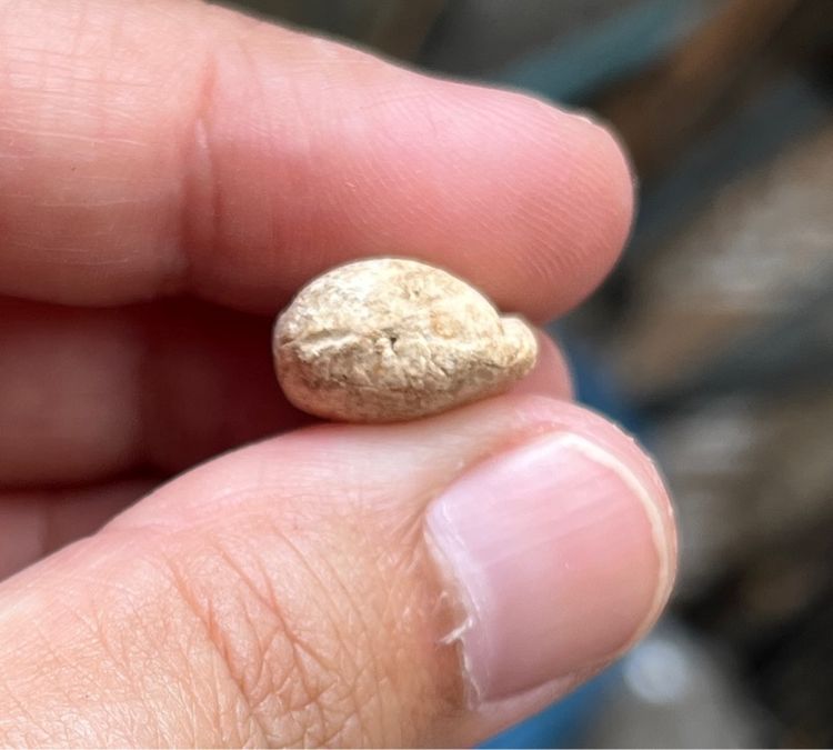 พระกรุวัดพลับ รูปที่ 4