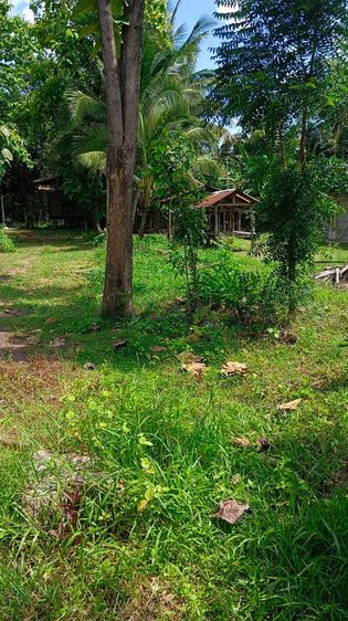 ที่ดินสวย ในหมู่บ้าน เหมาะสำหรับ ปลูกบ้านที่อยู่อาศัย และทำสวน รูปที่ 4